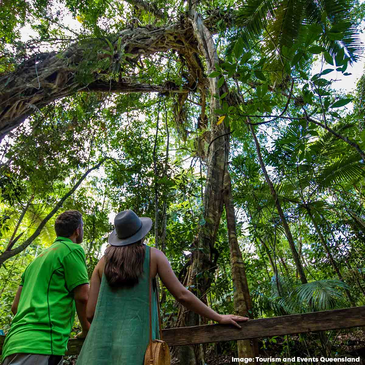 Daintree Rainforest, Queensland