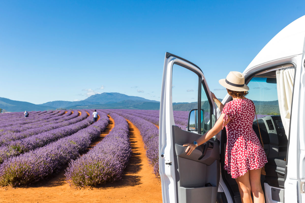 Tasmania - lavender field with Apollo Euro Tourer